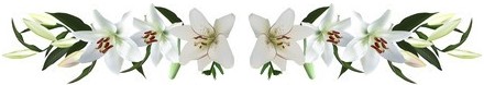 Flower Border Lillies