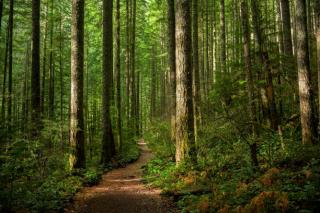 forest - carbon offsets