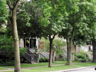 Chicago tree lined neighborhood