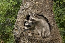 Picture of dead trees and raccoons