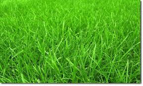 photo of grass close-up
