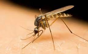 picture of mosquito