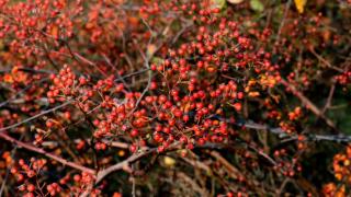 Photo of Invasive Multiflora rose hips - used in holiday decor