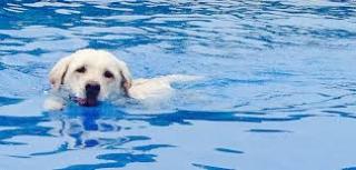 Photo dog swimming
