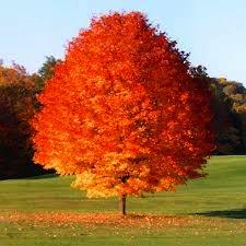 photo of Red Maple tree