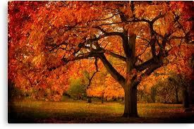 photo Red Oak tree