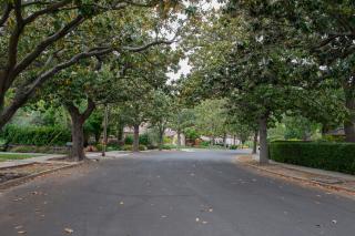 photo tree-lined street