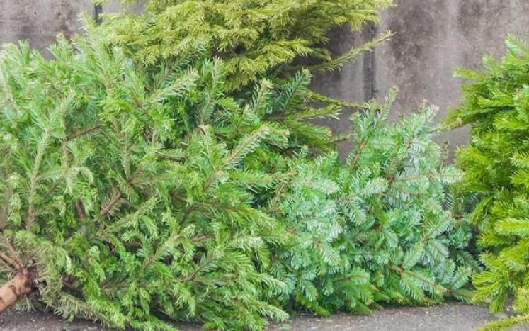 Christmas Tree Pick-up and disposal