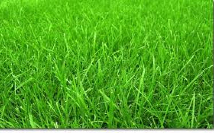 photo of grass close-up