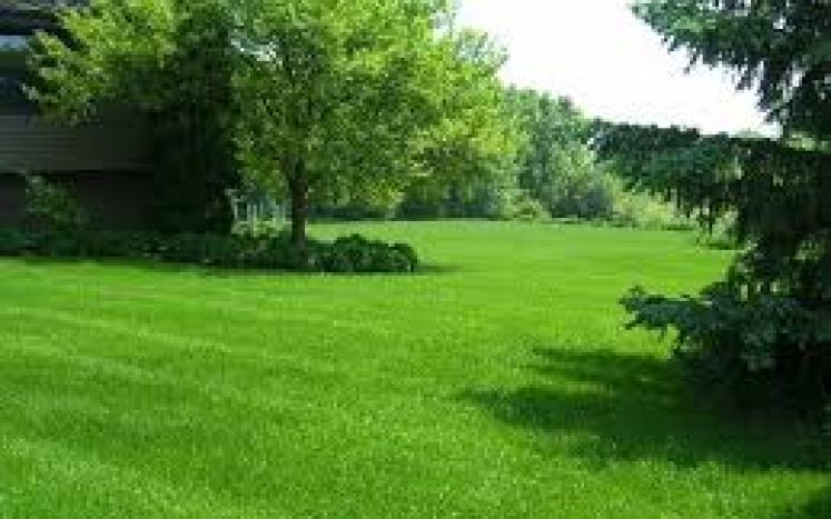 Photo of Healthy Lawn