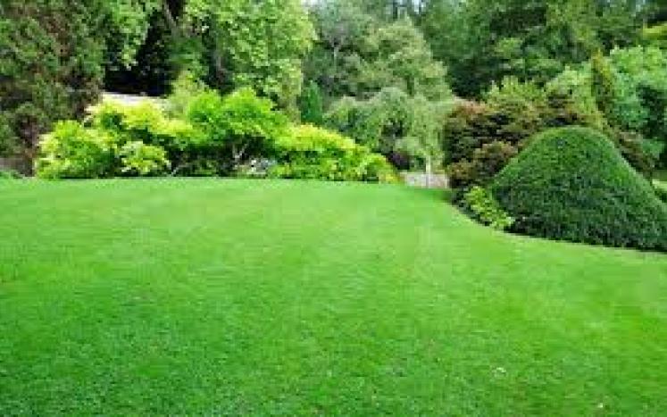 image of lush lawn