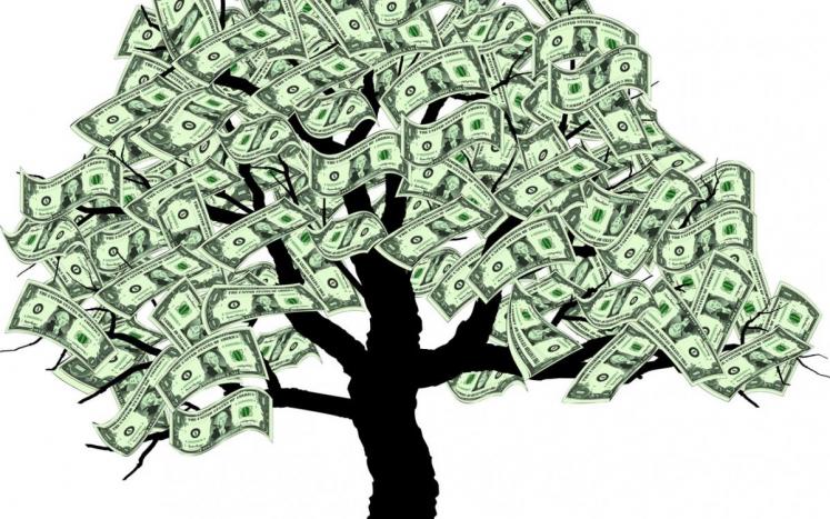 image of money tree