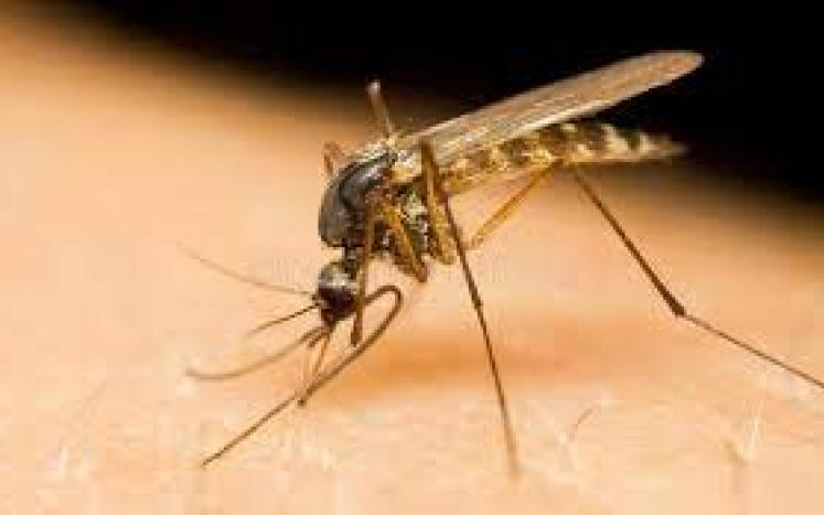 picture of mosquito