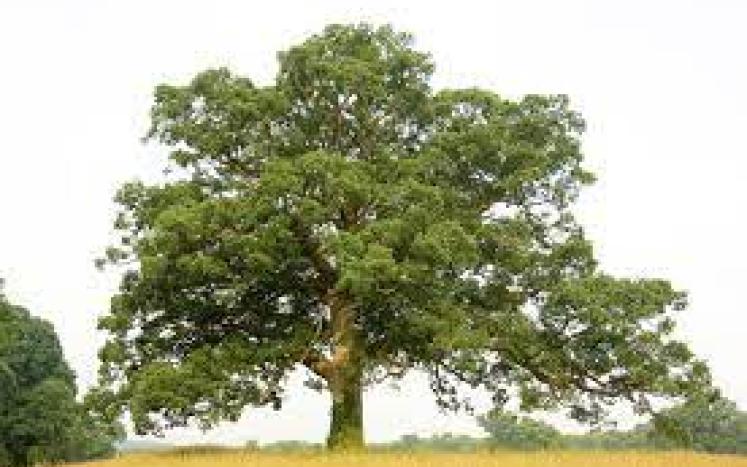 oak tree - university of delaware