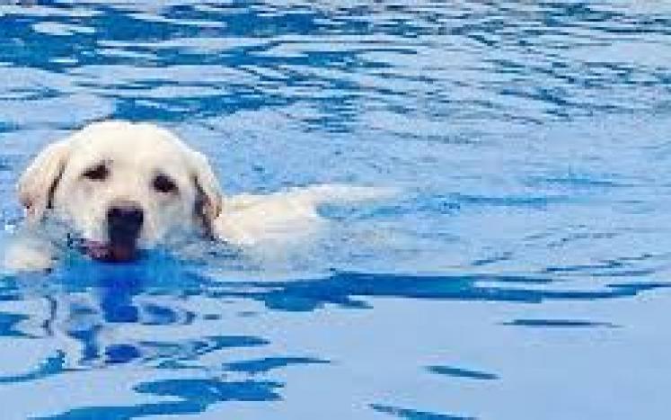 Photo dog swimming