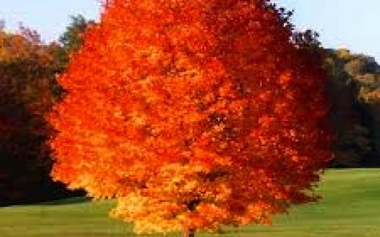 photo of Red Maple tree