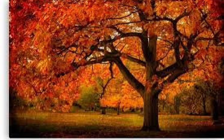 photo Red Oak tree
