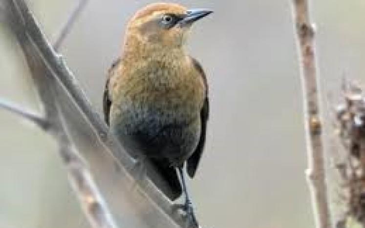 PHoto Rusty Blackbird